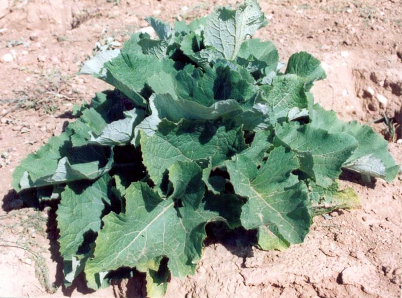 بابا آدم ( Actium lappa ) شناخت گیاهان دارویی مرتعی و جنگلی ایران ، فارس