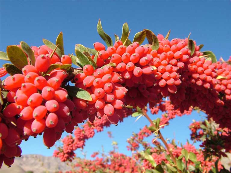زرشك بی هسته ( Berberis vulgaris ) شناخت گیاهان دارویی مرتعی و جنگلی ایران ، فارس