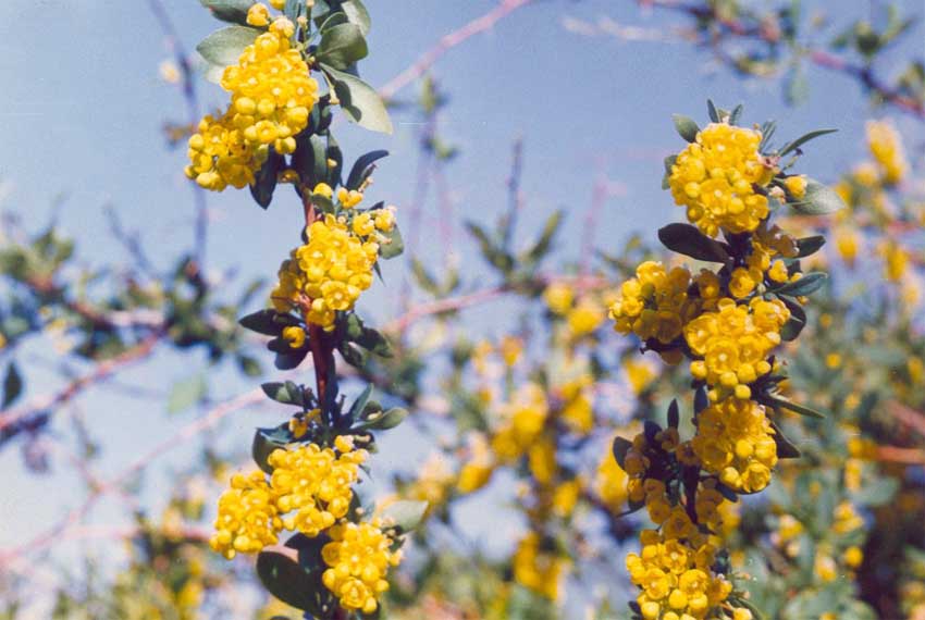 زرشك هسته دار ( Berbrris intrgma ) شناخت گیاهان دارویی مرتعی و جنگلی ایران ، فارس