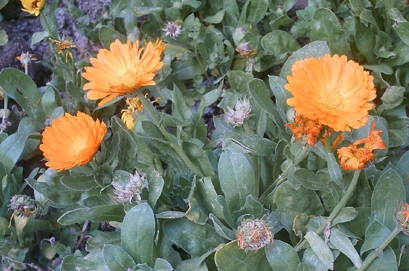 هميشه بهار ( Calendula  officinalis ) شناخت گیاهان دارویی مرتعی و جنگلی ایران ، فارس