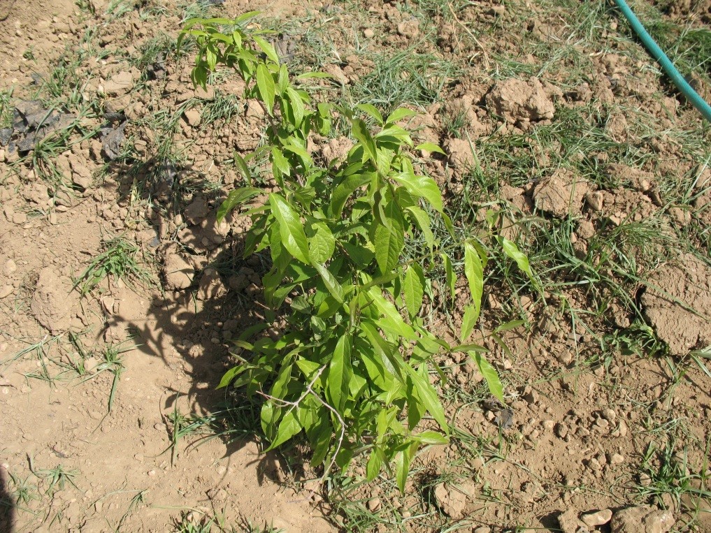 گل يخ ( Chimonanthus fragrans ) شناخت گیاهان دارویی مرتعی و جنگلی ایران ، فارس