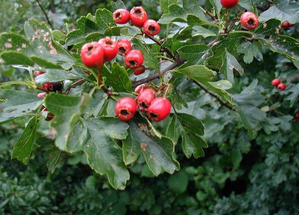 زالزالک ( Crataegus sp ) شناخت گیاهان دارویی مرتعی و جنگلی ایران ، فارس