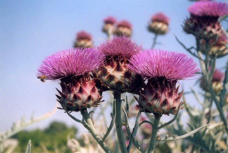 آرتیشو - کنگر فرنگی ( Cynara scolymus ) شناخت گیاهان دارویی مرتعی و جنگلی ایران ، فارس