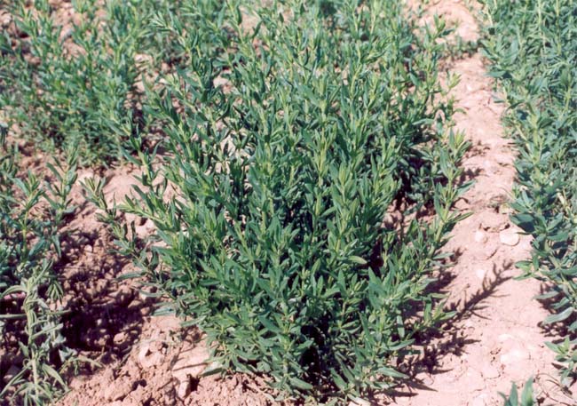 زوفا ( Hyssopus  officinalis ) شناخت گیاهان دارویی مرتعی و جنگلی ایران ، فارس