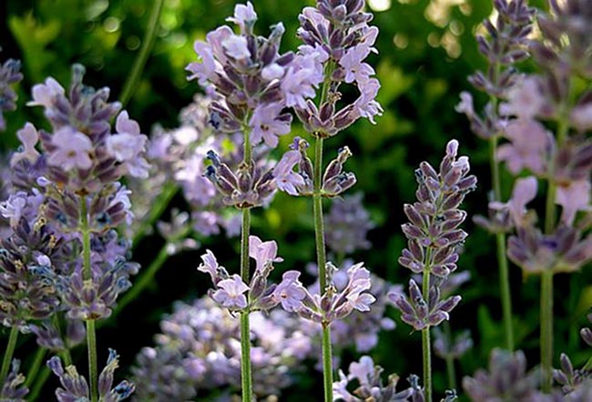 اسطوخدوس ( Lavandula spica ) شناخت گیاهان دارویی مرتعی و جنگلی ایران ، فارس