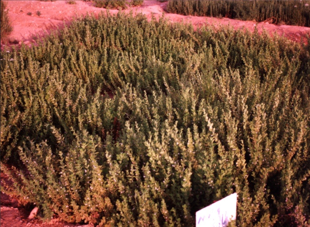 بادرنجبويه - فرنجمشك ( Melissa officinalis ) شناخت گیاهان دارویی مرتعی و جنگلی ایران ، فارس