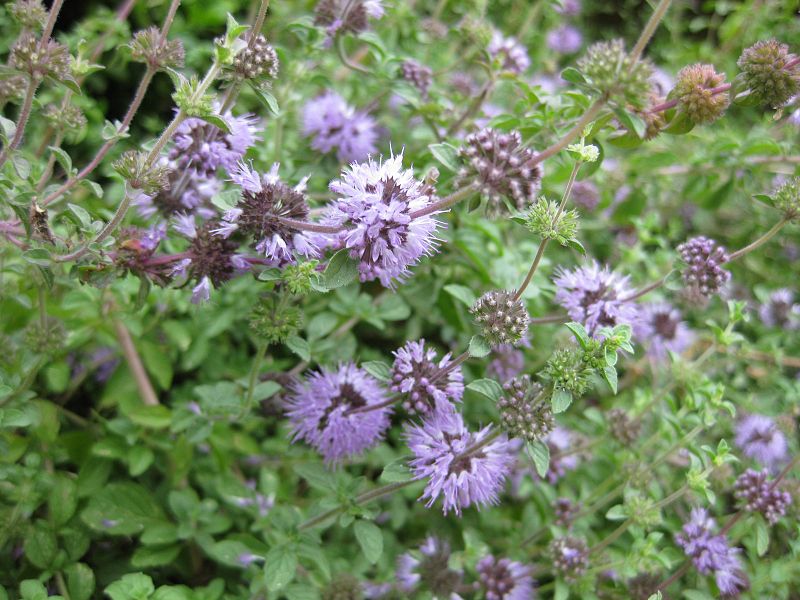 پونه ( Mentha pulegium ) شناخت گیاهان دارویی مرتعی و جنگلی ایران ، فارس