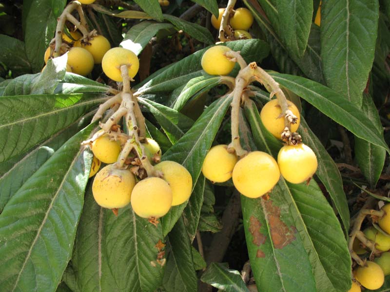 ازگیل ( Mespilus  germanica ) شناخت گیاهان دارویی مرتعی و جنگلی ایران ، فارس