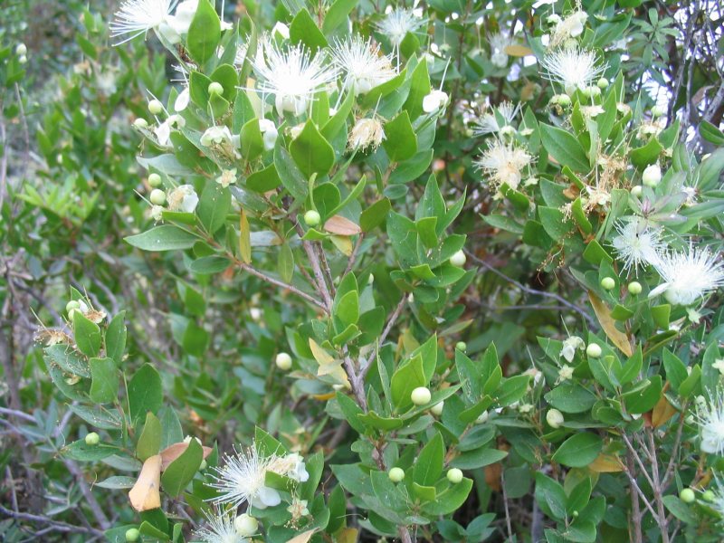 مورد - مورت ( Myrtus communis ) شناخت گیاهان دارویی مرتعی و جنگلی ایران ، فارس