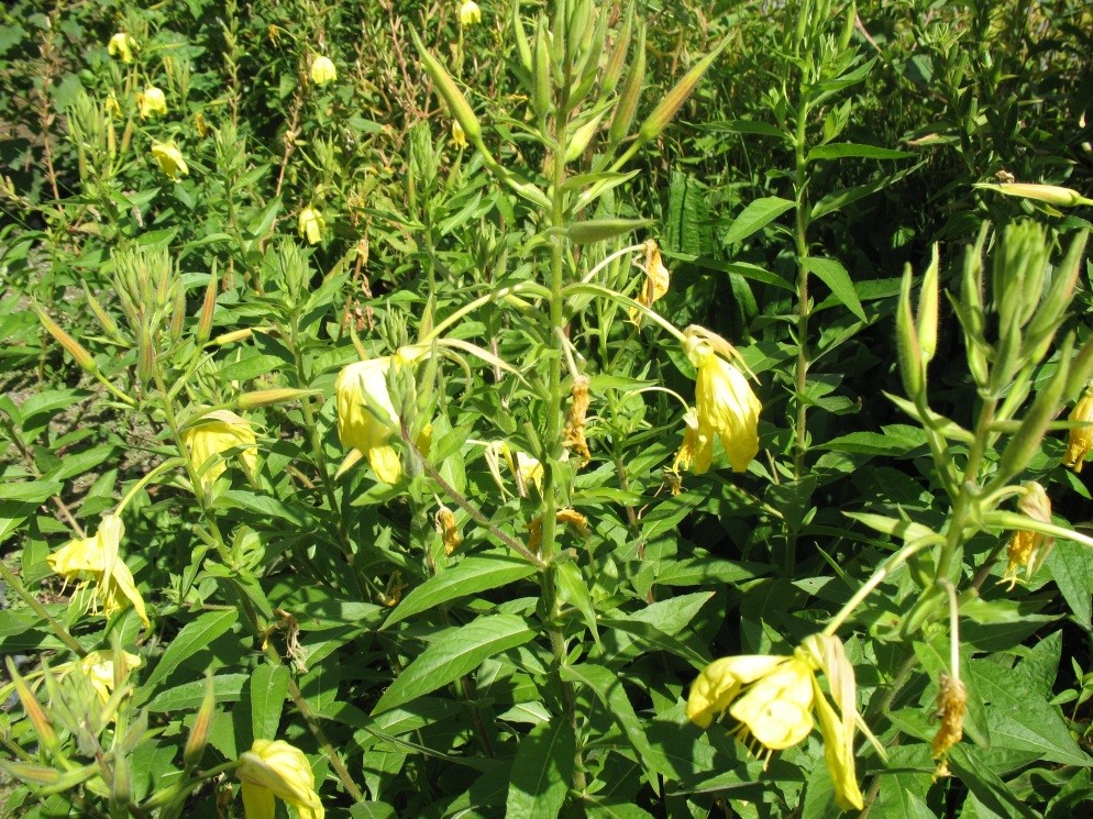 گل مغربي ( Oenothera biennis ) شناخت گیاهان دارویی مرتعی و جنگلی ایران ، فارس