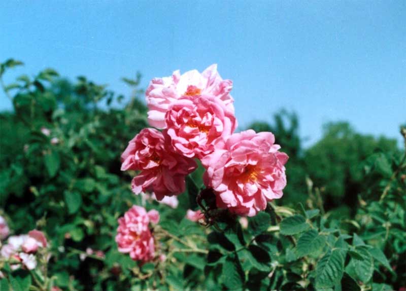 گل محمدی - گل رز  - گل سرخ ( Rosa damascena ) شناخت گیاهان دارویی مرتعی و جنگلی ایران ، فارس