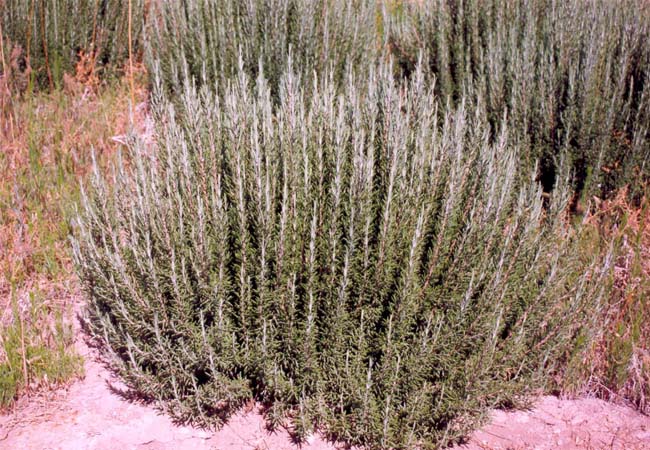 رزماری - رومارن ( Rosmarinus officinalis ) شناخت گیاهان دارویی مرتعی و جنگلی ایران ، فارس