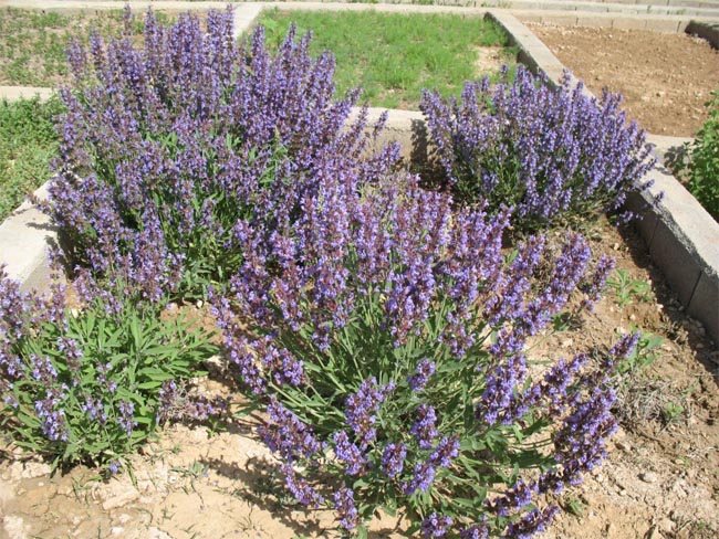 مريم گلی ( Salvia officinalis ) شناخت گیاهان دارویی مرتعی و جنگلی ایران ، فارس
