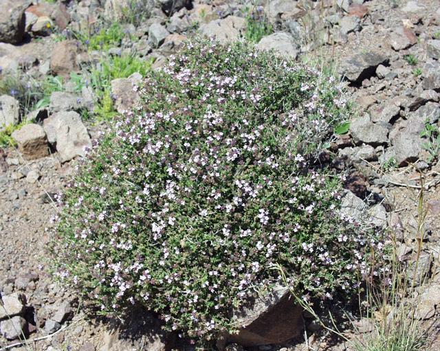آویشن ( Thymus vulgaris ) شناخت گیاهان دارویی مرتعی و جنگلی ایران ، فارس