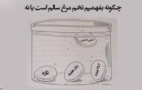 چگونه بفهمیم که تخم مرغ سالم است یا نه