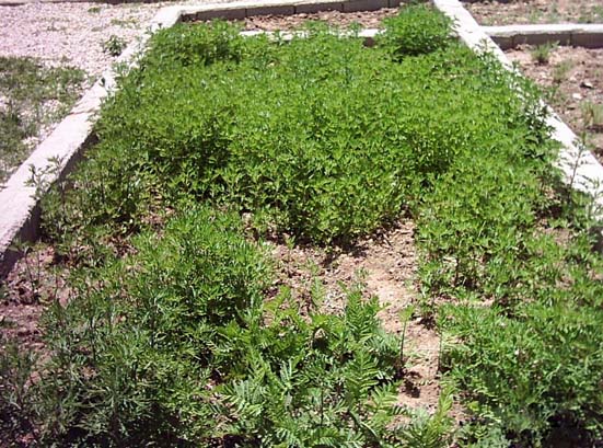 شاهسفرم - شاهسپرغم ( Tanacetum balsamita ) شناخت گیاهان دارویی مرتعی و جنگلی ایران ، فارس